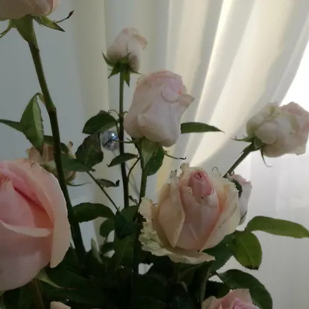 Casa Del Corso Bed & Breakfast Taviano (Lecce)